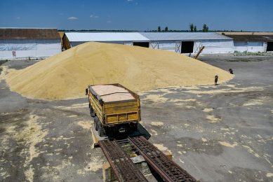 Geoogst graan ligt opgeslagen op een akkerbouwbedrijf in het zuidoosten van Oekraïne. - Foto: Ukrinform/Shutterstock