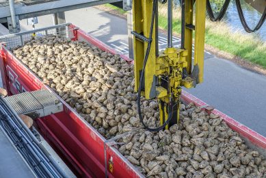 Suikerbieten worden geleverd bij Cosun Beet Company. De gemiddelde suikerbietenopbrengst in de EU wordt nu geschat op 78,1 ton per hectare. - Foto: Roel Dijkstra