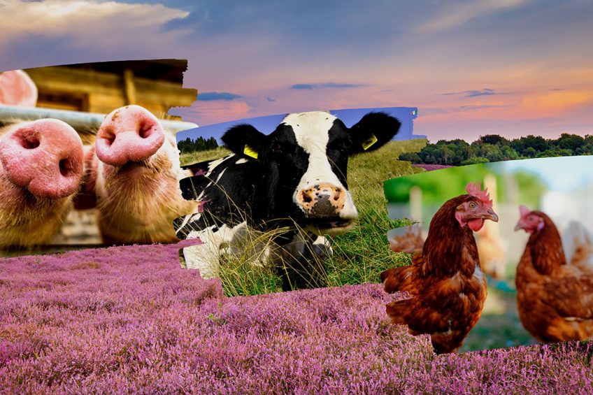 Locatie van een bedrijf is bepalend of en hoe de toekomst van veehouderijen en akkerbouwers er uit komen te zien. - Foto's: Canva, bewerking Misset
