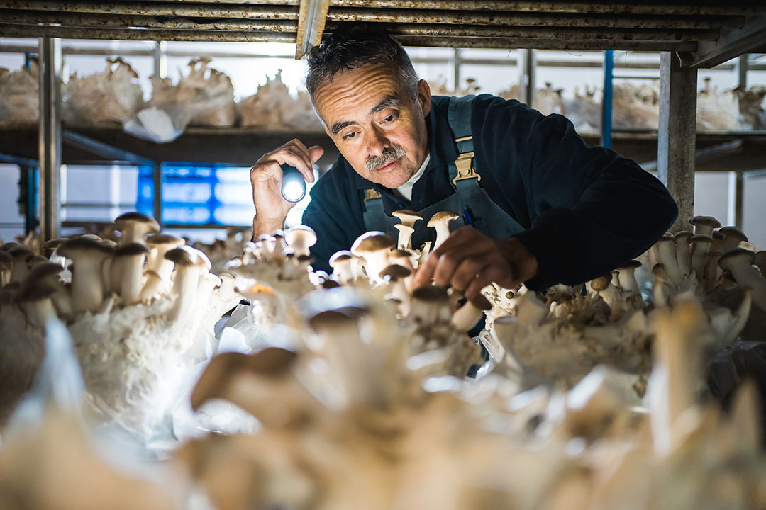 De oogst van paddenstoelen, zoals deze koningsoesterzwammen, is handwerk. - Foto: Oakfield Champignons