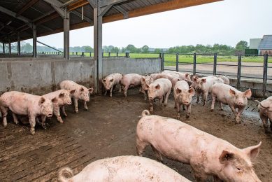 De biologische varkenshouderij kan door betere profilering de afzet van vlees verbeteren.