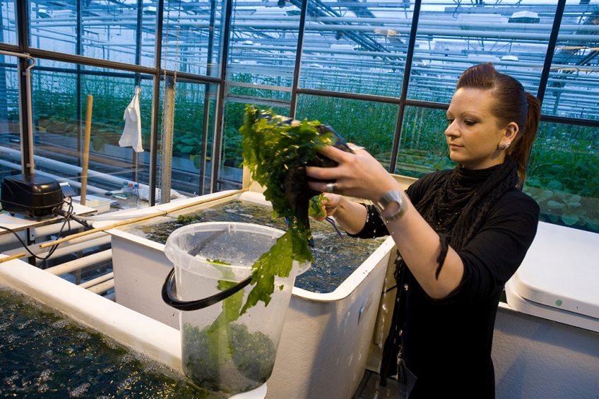 Een onderzoeker bij Plant Research International van Wageningen UR onderzoekt de teelt van zeewier. - Foto: Koos Groenewold