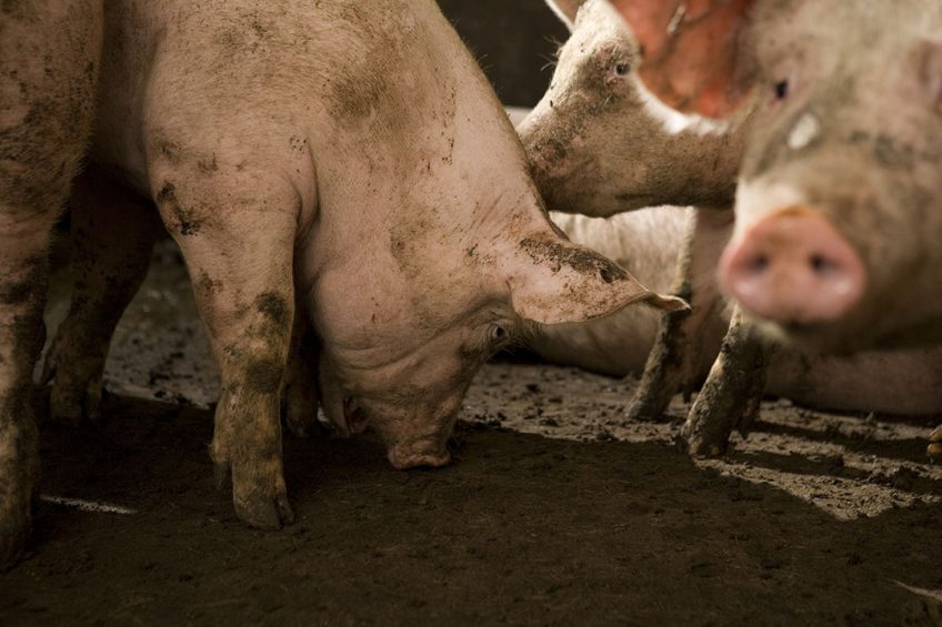 Het gemiddelde karkasgewicht in ons land lag lange tijd rond 101 kilo per varken. In april nam het wat af. - Foto: Jan Willem Schouten