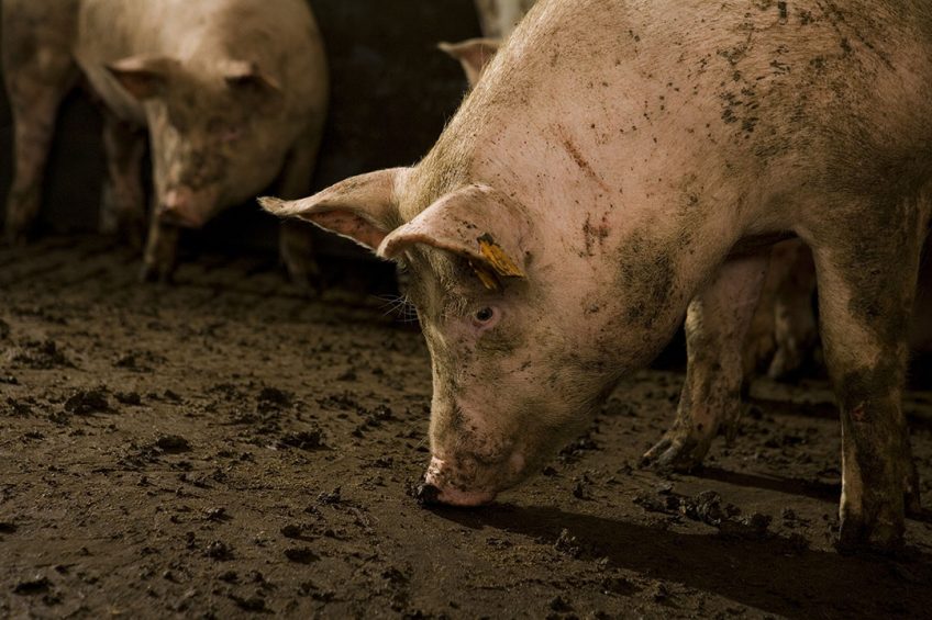 Slachterijen weten diverse onderdelen van het varken beter te verwaarden. Nekken, schouders en hammen brengen meer geld op. - Foto: Jan Willem Schouten