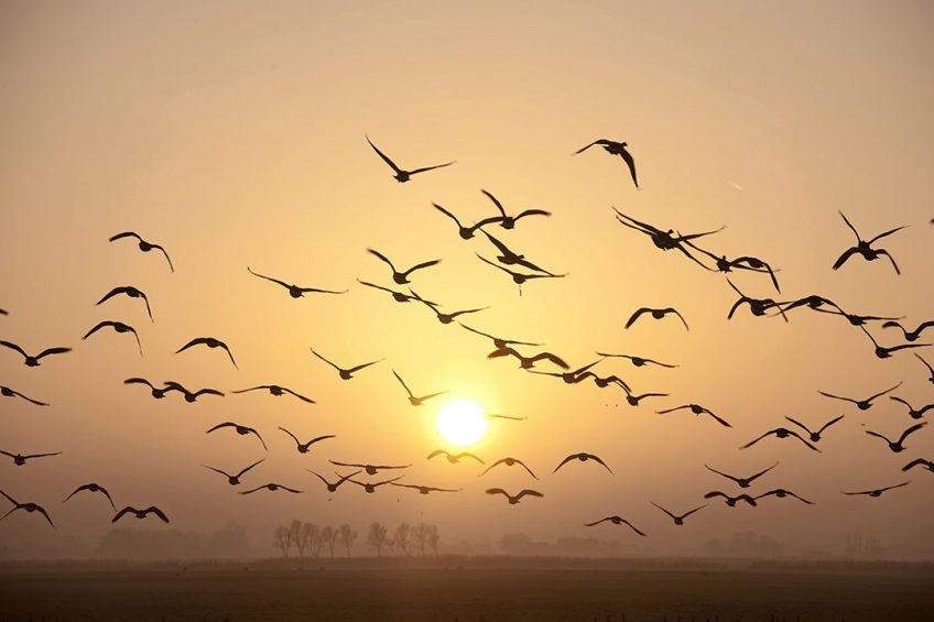 Er wordt nog steeds vogelgriepvirus vastgesteld bij wilde vogels. - Foto: Mark Pasveer