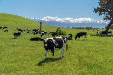 Wanneer Nieuw-Zeelandse boeren kunnen aantonen dat zij maatregelen nemen tegen de uitstoot van hun vee, moeten zij kunnen rekenen op een korting. Foto: Canva