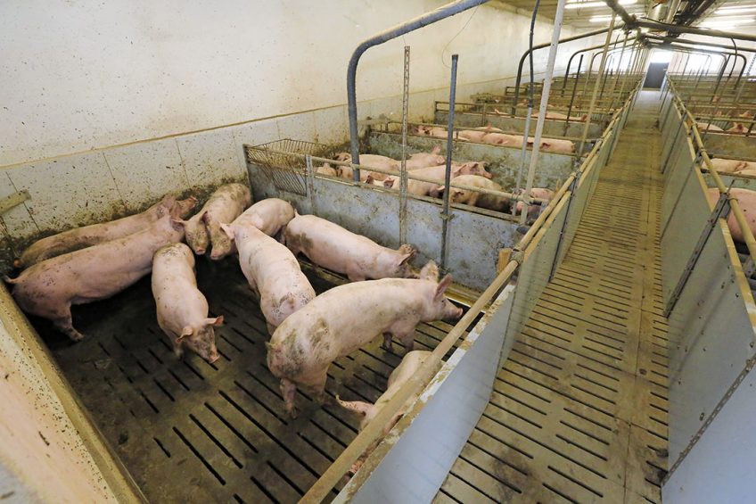 Door de crisis van de afgelopen 2 jaar gooien steeds meer Duitse varkenshouders het bijltje erbij neer. - Foto: Henk Riswick