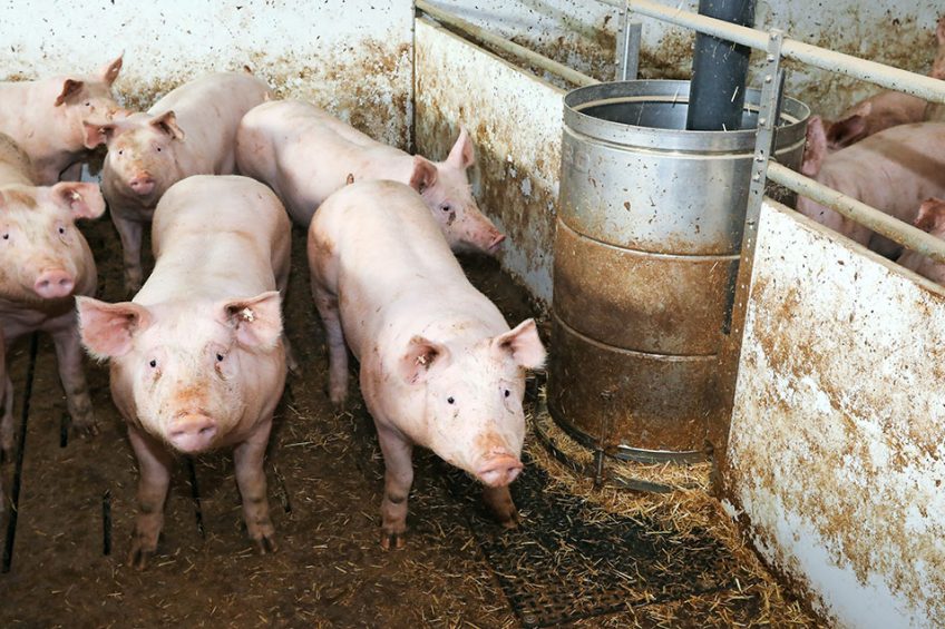 Kaufland verkoopt alleen nog varkensvlees van houderij-type 2.