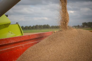 Met 29 tot 30 miljoen ton tarwe exporteert de EU dit seizoen meer tarwe dan vorig jaar (27 miljoen ton). - Foto: Peter Roek