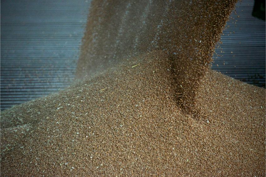 De graanproductie zal dit jaar naar verwachting lager zijn dan in 2021. - Foto: Canva/joreks