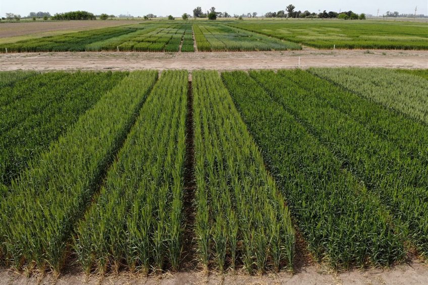 Luchtfoto van GMO-tarwe van Bioceres (bovenste rijen), geplant naast natuurlijke tarwe in een demo-veld in Pergamino, ten noordwesten van Buenos Aires. - Foto: AFP