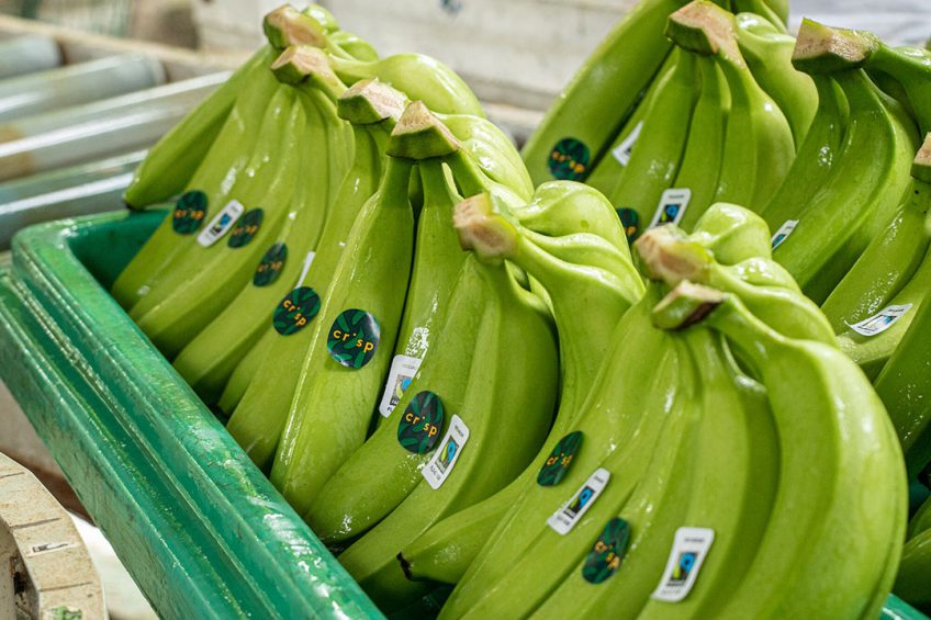 Crisp koopt bananen rechtstreeks bij de tien plantages van een coöperatie in Ecuador in. - Foto: Crisp/EIBRAPH
