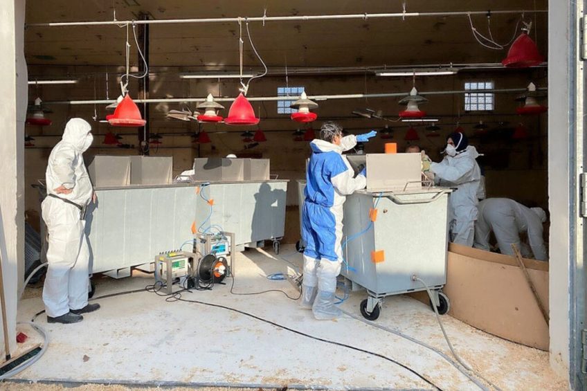 Een besmet pluimveebedrijf in Frankrijk wordt geruimd. - Foto: TCC-group