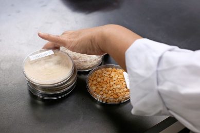 Monsters van plantaardige eiwitten en gele erwten in een laboratorium. Voor het elimineren van voedselveiligheidsrisico's is kennis over wat er in de grondstoffen zit van belang. - Foto: Reuters
