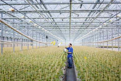 Natuurlijke vijanden (roofmijt) worden ingezet tussen aubergineplanten in opkweek. Voor dergelijke biologische bestrijdingsmiddelen is er al een versnelde toelatingsprocedure. – Foto: Roel Dijkstra