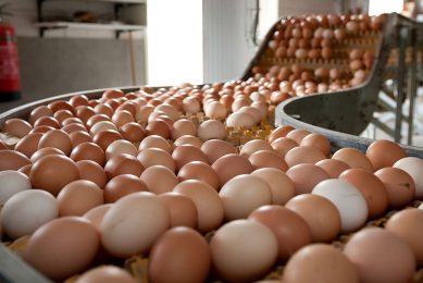 De productie van biologische eieren nam sinds 2016 toe van ruim 700 miljoen naar rond 1 miljard biologische eieren vanaf 2018. - Foto: Ronald Hissink