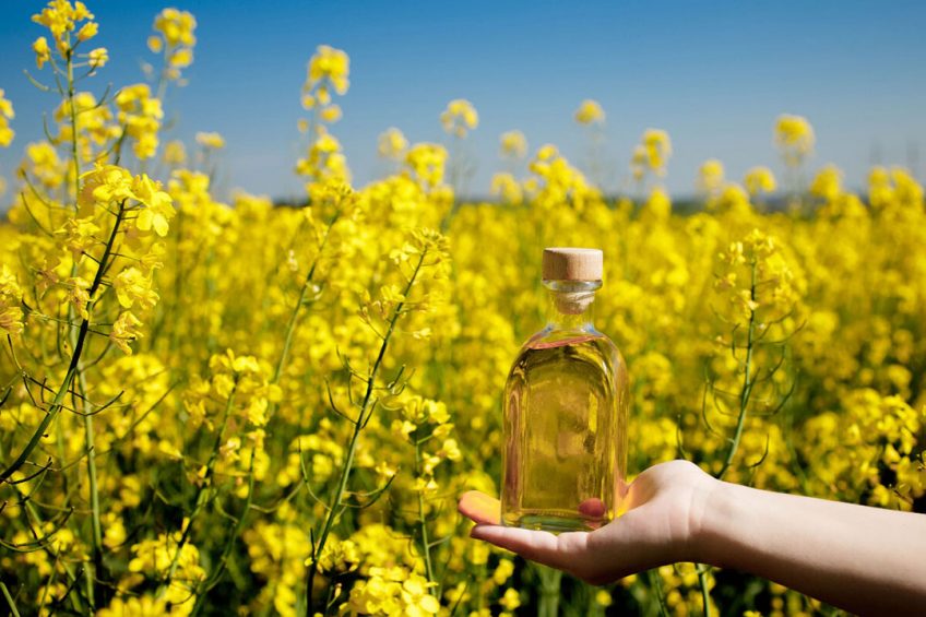 Koolzaadolie heeft aan populariteit gewonnen vanwege het tekort aan zonnebloemolie door de oorlog in Oekraïne. - Foto: Canva/Volodymyr Maksymchuk