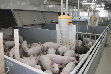 Groot, modern varkensbedrijf in China. Het zijn voornamelijk de industriële bedrijven die verantwoordelijk zijn voor de productiestijging. - Foto: Vincent ter Beek