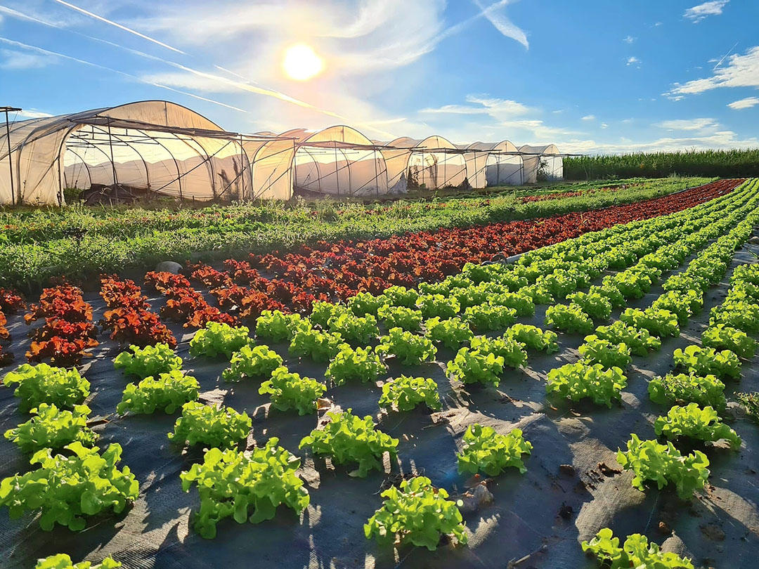 Sinds 2022 teelt de Belgische bio-supermarkt zelf gewassen op een perceel in Chaumont-Gistoux in Waals-Brabant.