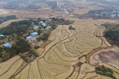 Drooggevallen rijstvelden in Anqing Stad, in de oostelijke provincie Anhui. - Foto: ANP