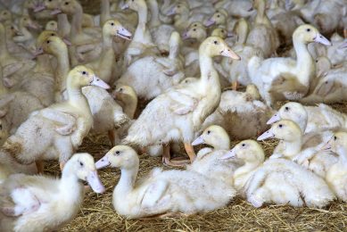 Eenden kunnen ziek worden van het vogelgriepvirus zonder duidelijke verschijnselen te vertonen. Foto: Koos Groenewold