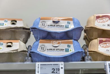 Nu moeten eieren van opgehokte vrije-uitloopkippen na zestien weken ophokplicht worden afgewaardeerd tot scharrelei. Foto: Koos Groenewold