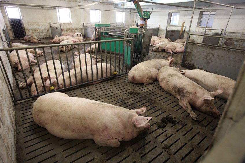 Zeugen op een Duits varkensbedrijf dat produceert voor het Initiative Tierwohl-label. - Foto: Hans Banus