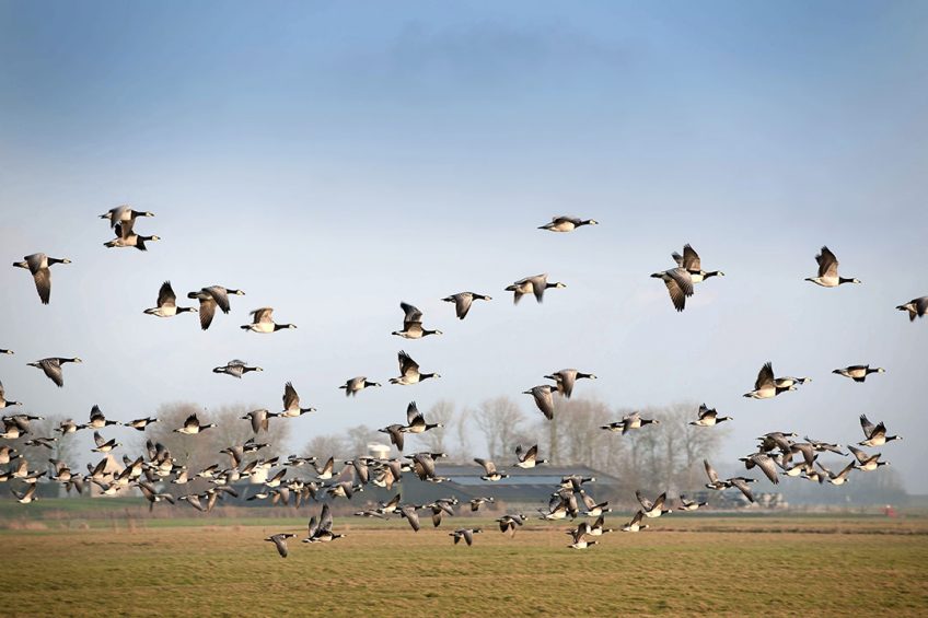 In Zeeland was de ophokplicht nog van kracht. In de provincie worden al langere tijd met vogelgriep besmette wilde vogels aangetroffen. - Foto: Mark Pasveer