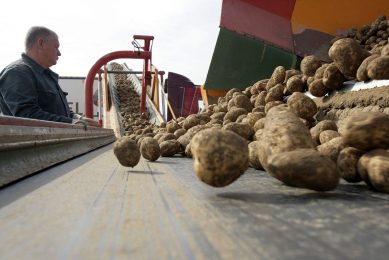 Aardappelen worden geladen op een truck van AB Texel. - Foto: Henk Riswick