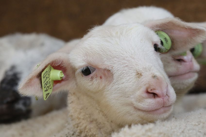 Bij zowel lammeren als schapen was sprake van een prijsdaling. - Foto: Henk Riswick