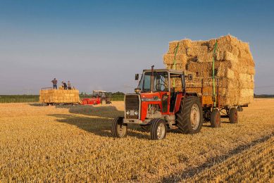 De oogst van stro is in Nederland grotendeels klaar. Het aanbod aan stro moet na deze week weer verder weg worden gezocht. - Foto: Peter Roek
