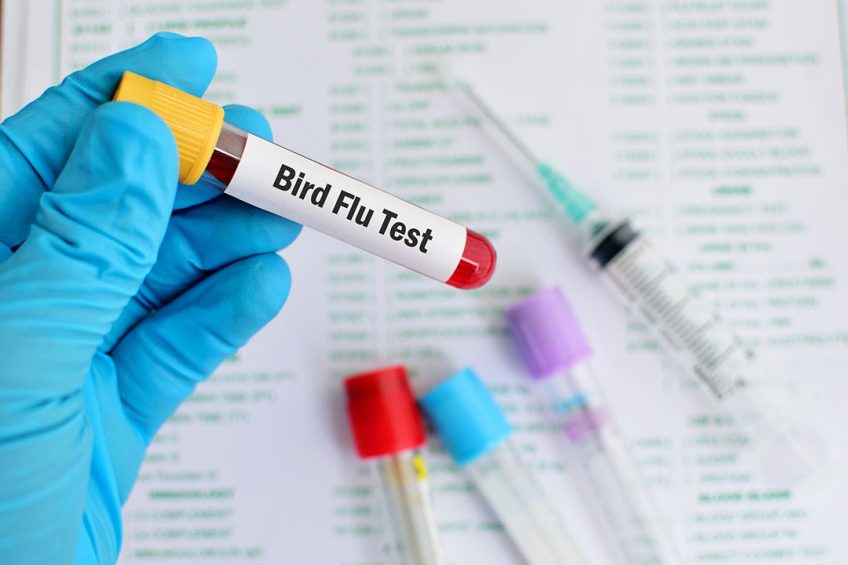 De plant- en diergeneeskundige dienst APHA heeft deze week drie nieuwe gevallen van vogelgriep vastgesteld. - Foto: Canva/Getty Images