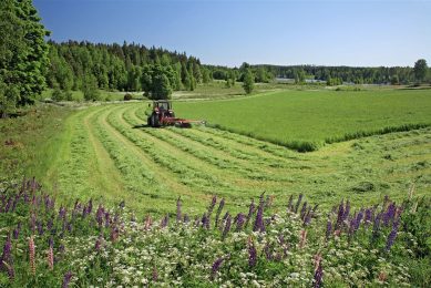 Een groot deel van het biologische areaal in Zweden is in gebruik door veehouders voor de productie van melk. De laatste jaren sprake is daar van overproductie waardoor inkomsten van biologische boeren teruglopen. - Foto: ANP