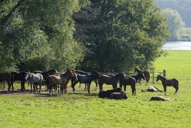 Landschap met paarden in het weiland aan de Maas bij Kessel. Foto: ANP