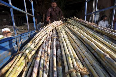 Oogst van suikerriet in India. Het mogelijk grotere aanbod op de wereldmarkt vanuit dit land zorgt voor prijsdruk op de termijnmarkten. - Foto: Reuters