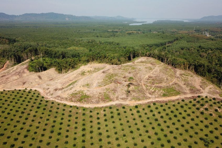 Ontbossing voor palmolieproductie. Het doel van de Europese verordening is klimaatverandering en het verlies van biodiversiteit tegengaan. - Foto: Canva/richcarey
