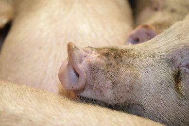 Vion verhoogde de varkensprijs met € 0,01 per kilo. Dat is inclusief btw. - Foto: Henk Riswick