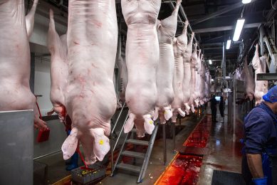 De vleesverkopen liggen voor een groot deel van het varken nog op hetzelfde niveau als voorgaande weken. Behalve voor de schouders en de nekken. - Foto: Herbert Wiggerman
