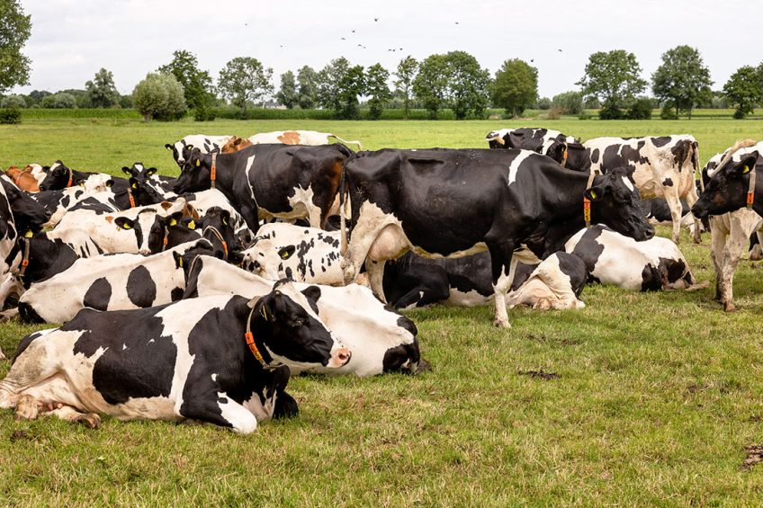Pieter ter Veer mag dan al jaren geen koeien meer melken, de liefde voor de melkveehouderij is er nog steeds. D66 zou moeten luisteren naar de problemen waar boeren mee zitten, vindt hij.