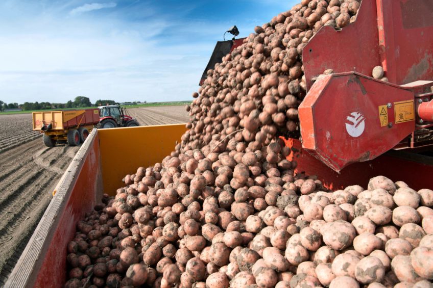 Nederlandse aardappeltelers zijn minder hard getroffen door droogte dan Belgische telers. - Foto: Mark Pasveer
