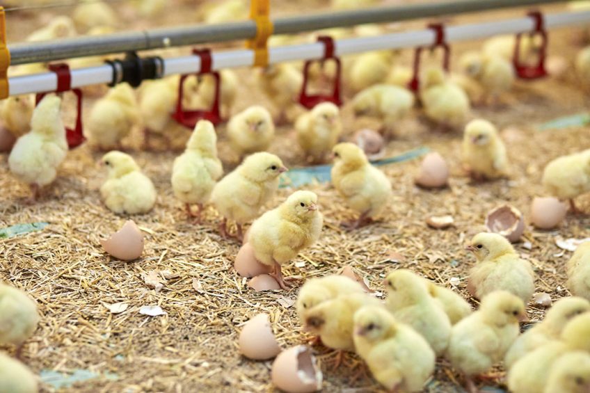Colruyt gaat rechtstreeks samenwerken met 17 vleeskuikenhouders die langzaam groeiende kuikens gaan houden die in de stal worden geboren met behulp van de NestBron-techniek. - Foto: Colruyt