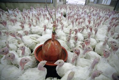 Bij een kalkoenenbedrijf is vogelgriep vastgesteld. Foto: Koos Groenewold