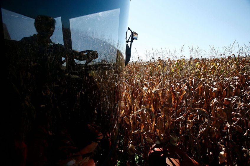 Brazilië is de grootste leverancier van mais aan Spanje en andere EU-lidstaten. Foto: Canva