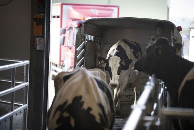 Het aanbod op de veemarkt in Leeuwarden bedroeg woensdagavond 321 slachtdieren, 60 dieren meer dan een week eerder. - Foto: Mark Pasveer