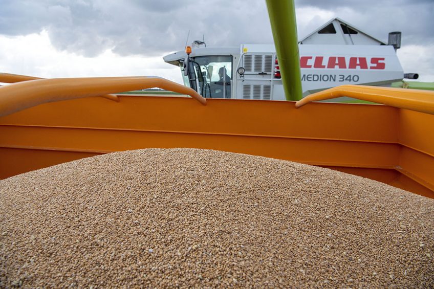 Oogsten van tarwe. De exportvraag voor mais en tarwe is momenteel niet heel groot. - Foto: Mark Pasveer