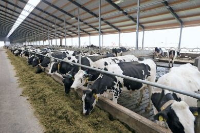 Vreba Melkvee is met in totaal meer dan 3.000 melkkoeien op diverse locaties het grootste melkveebedrijf van Nederland. Foto: Hans Prinsen