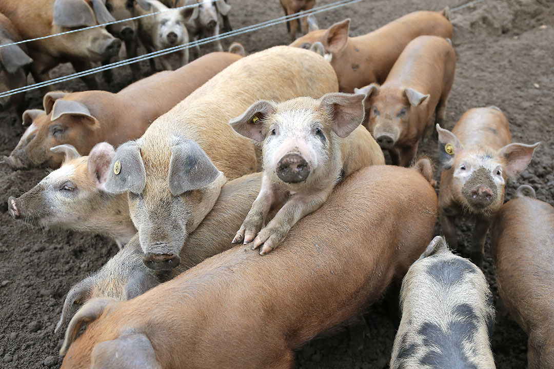 Dierenwelzijn staat centraal bij de varkens van Dijkema: ze behouden hun tanden en staarten.
