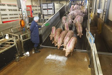 Het lossen van varkens bij slachterij Compaxo in Zevenaar (Gld.). - Foto: Henk Riswick