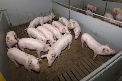 Vion verlaagt zijn varkensprijs deze week met 4 cent. Foto: Henk Riswick