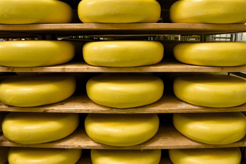 De kaasmarkt reageert ook op de negatieve emoties met een prijsdaling voor jonge Goudse foliekaas. De prijs zakt naar tussen € 4,85 en € 4,90 per kilo. - Foto: ANP
